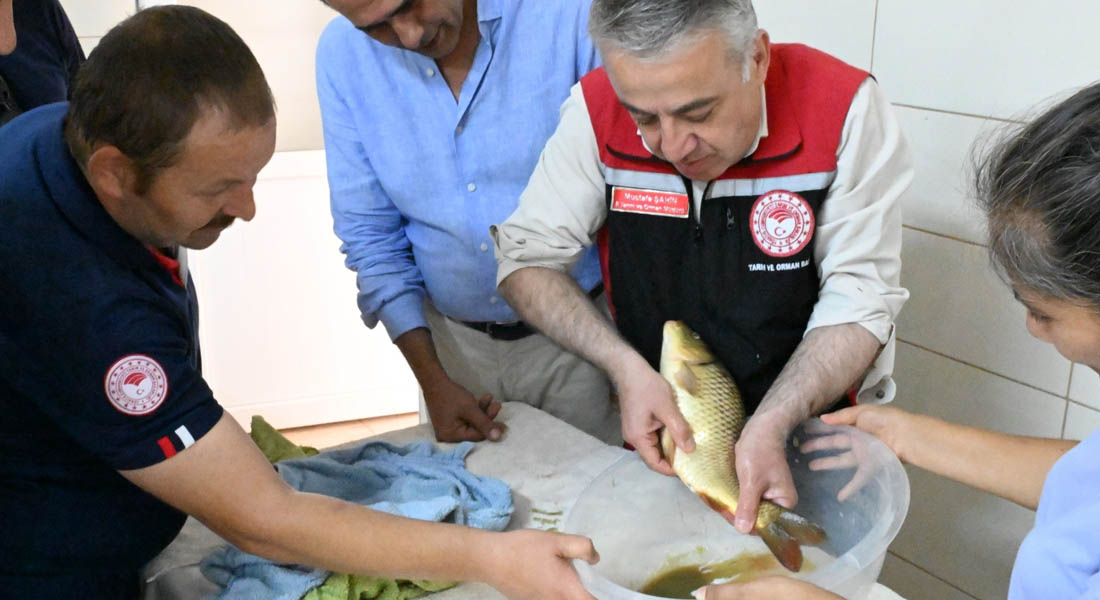 İzmir'de yetiştirilen 6 milyon sazan balığı iç sularımıza bereket katacak