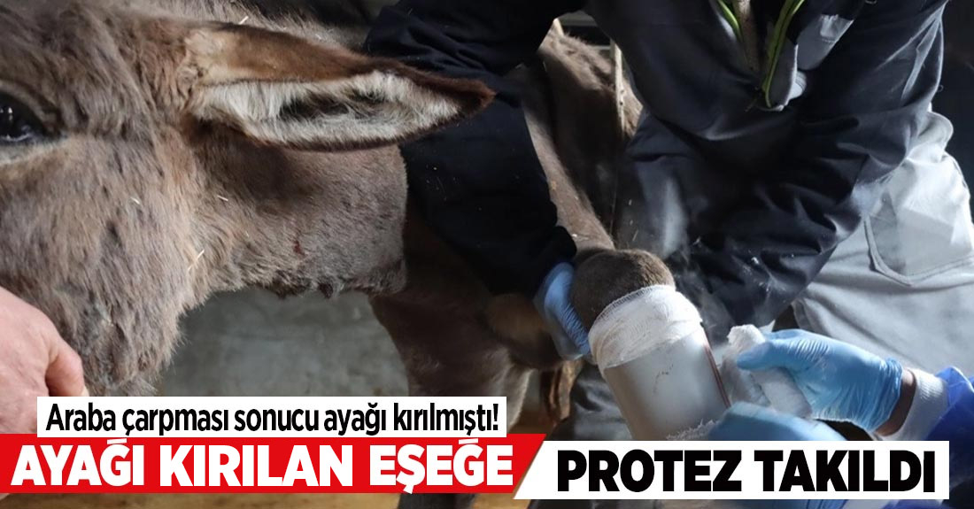 Mardin'de ayağı kırılan eşeğe protez takıldı